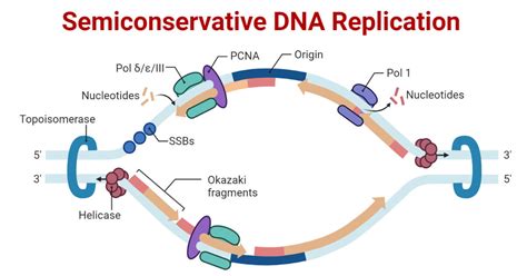 semi conservative dna replication in prokaryotes.